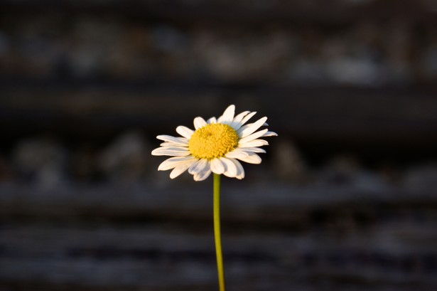 single-daisy-flower